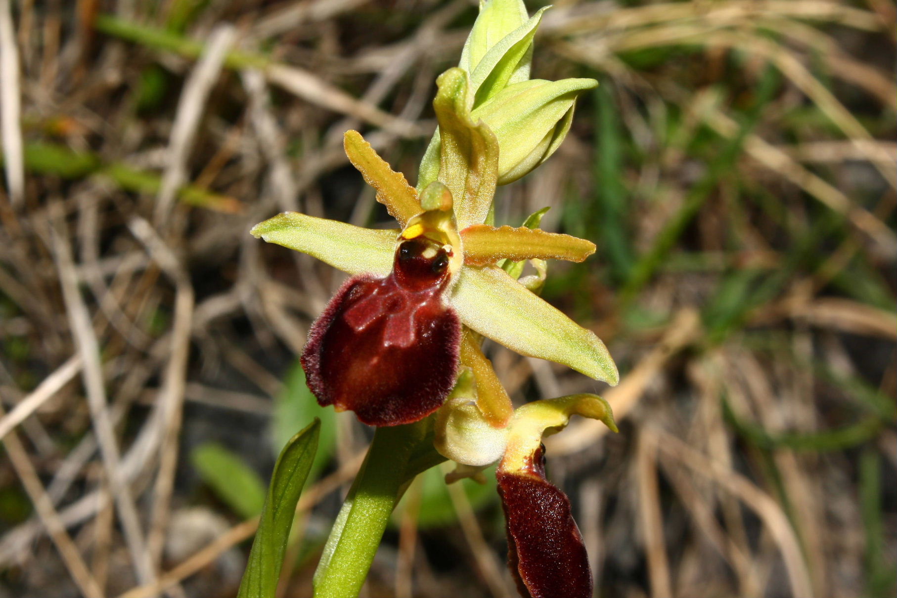 Ophrys da determinare